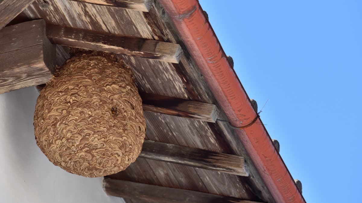 夏のハチの巣を早期発見・安全に対策する方法 🐝