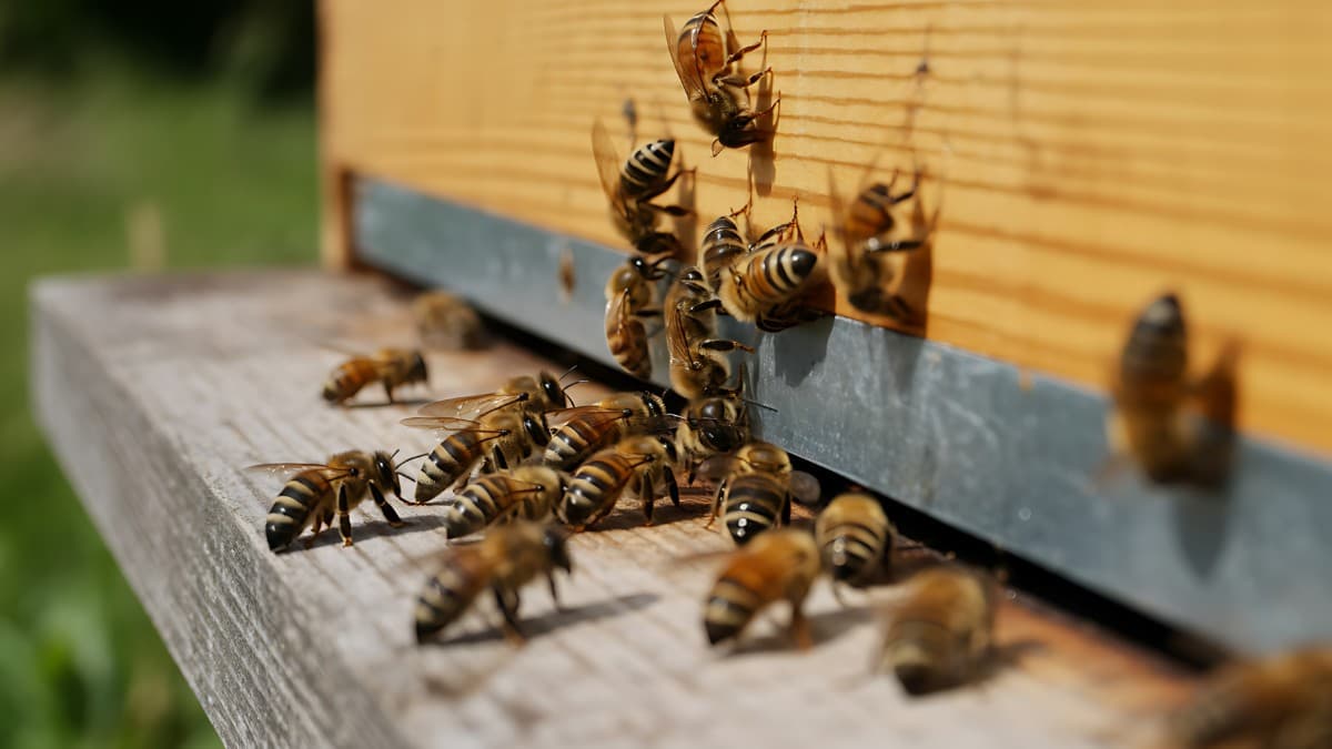 蜂の巣を見つけたら?自分で駆除できる種類と業者の選び方