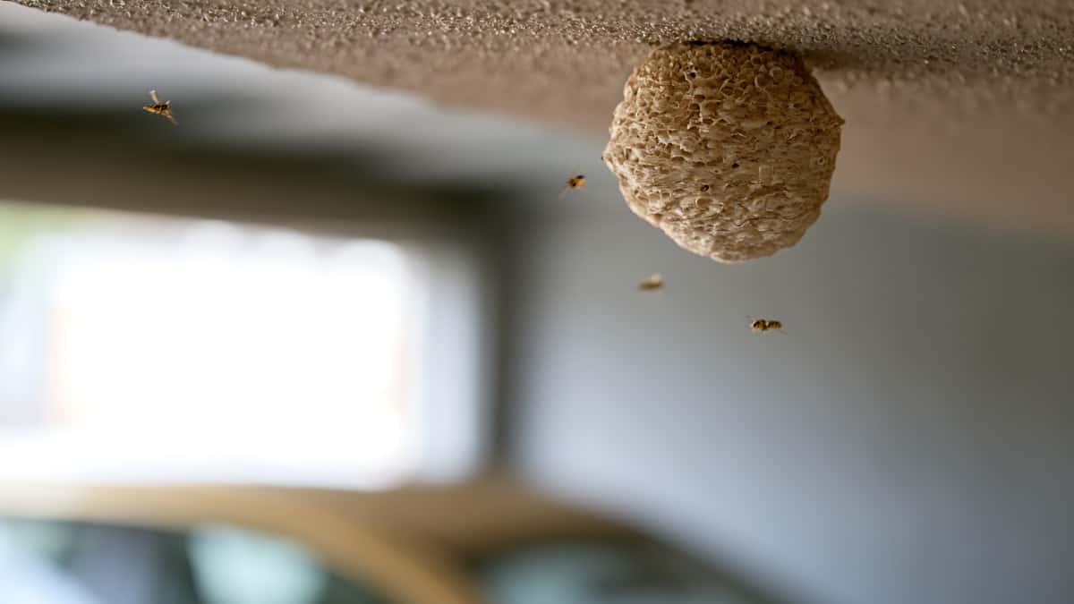 害虫駆除に火災保険は使える?知らないと損する保険適用の真実🏠