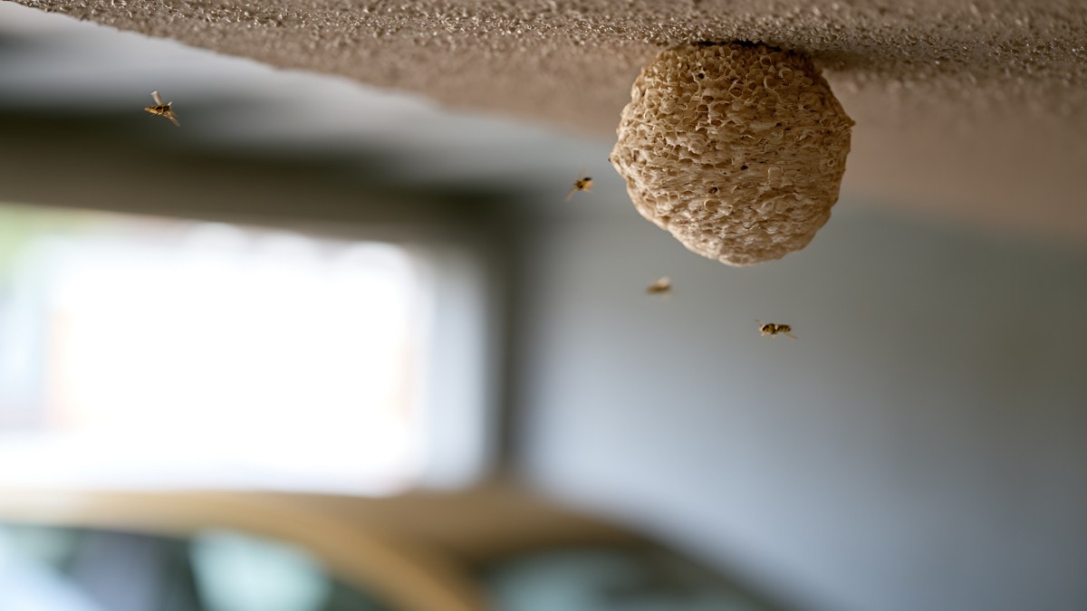 害虫駆除に火災保険は使える?知らないと損する保険適用の真実🏠