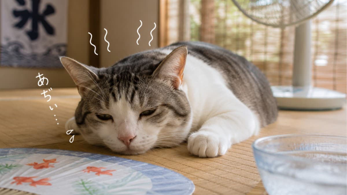 9月なのにまだ暑い?今年の残暑はいつまで続くのか、最新予報をチェック