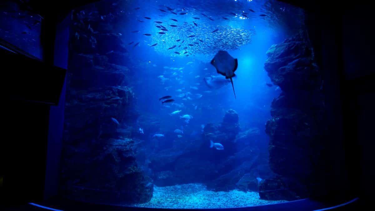 京都水族館「夜のすいぞくかん」シルバーウィーク限定開催!夜行性生物の活動や幻想的なショーが見どころ🌙