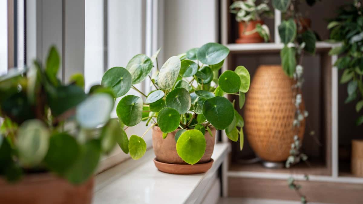 観葉植物初心者必見!育てやすい種類と失敗しない選び方🌿